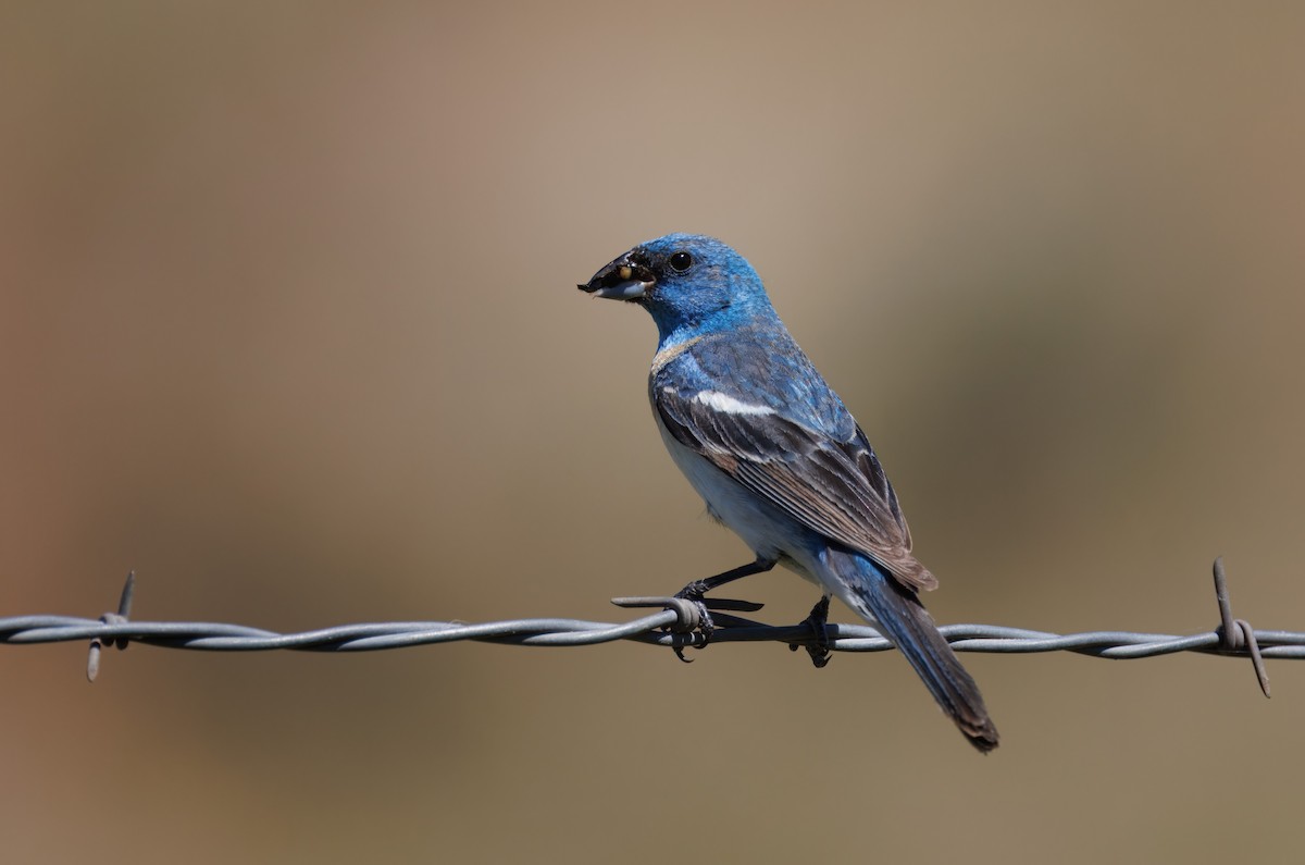 Lazuli Bunting - ML621246533