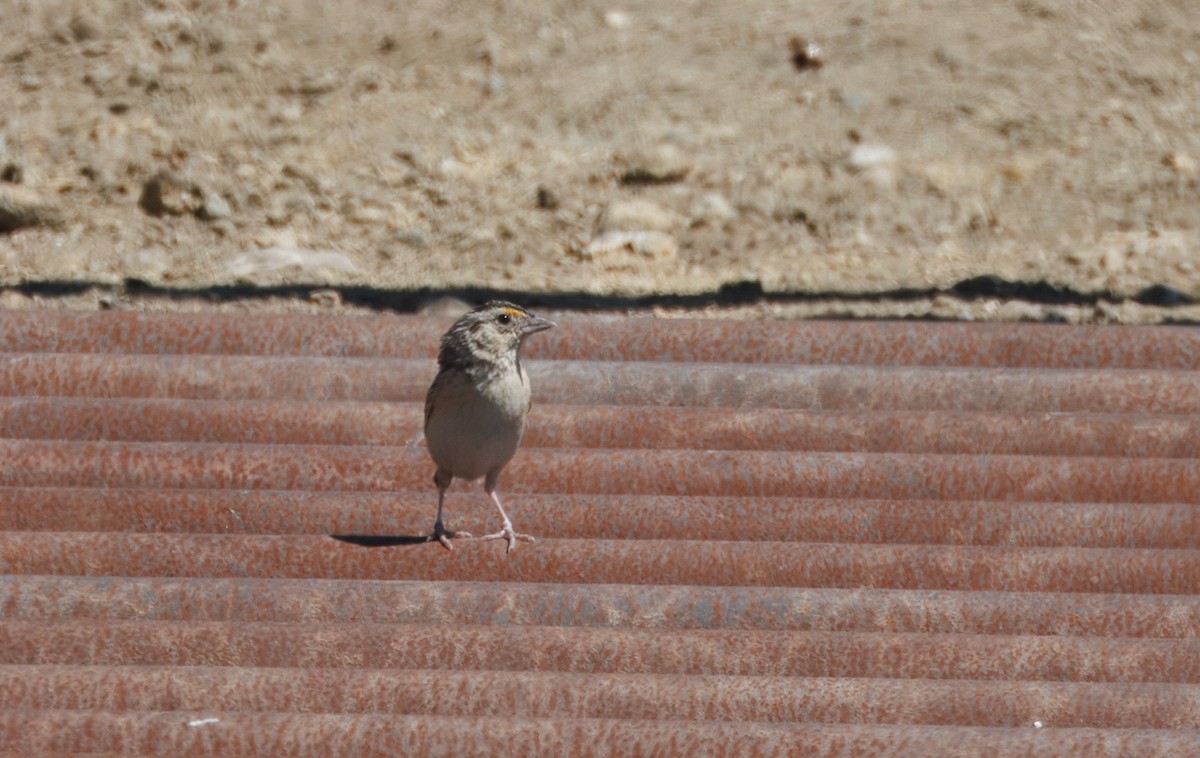 Grasshopper Sparrow - ML621246540