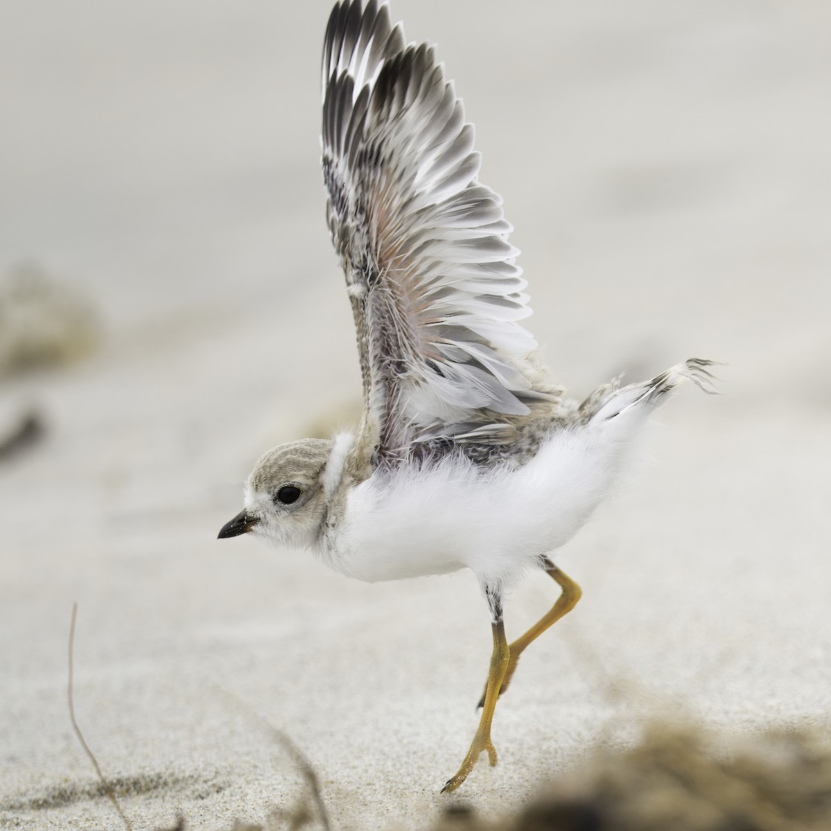 Piping Plover - ML621246566