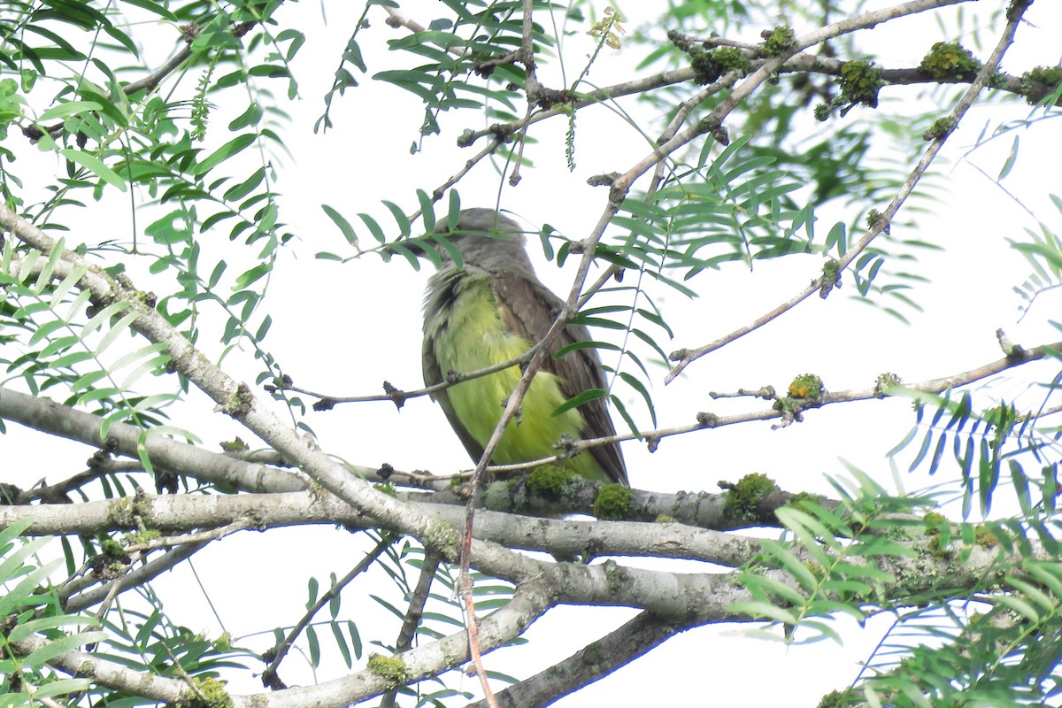 yellow-bellied kingbird sp. - ML621246570