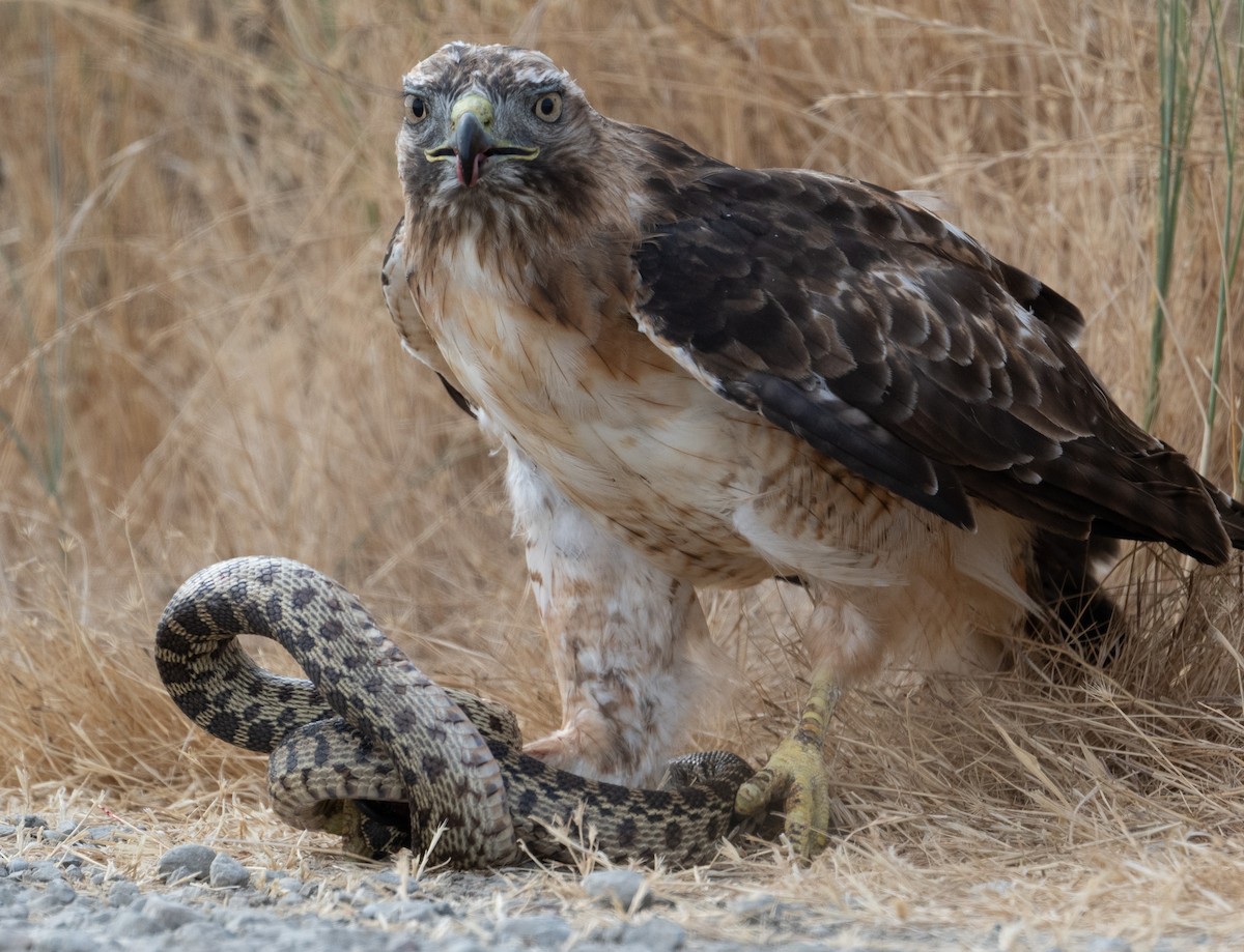 Red-tailed Hawk - ML621246585