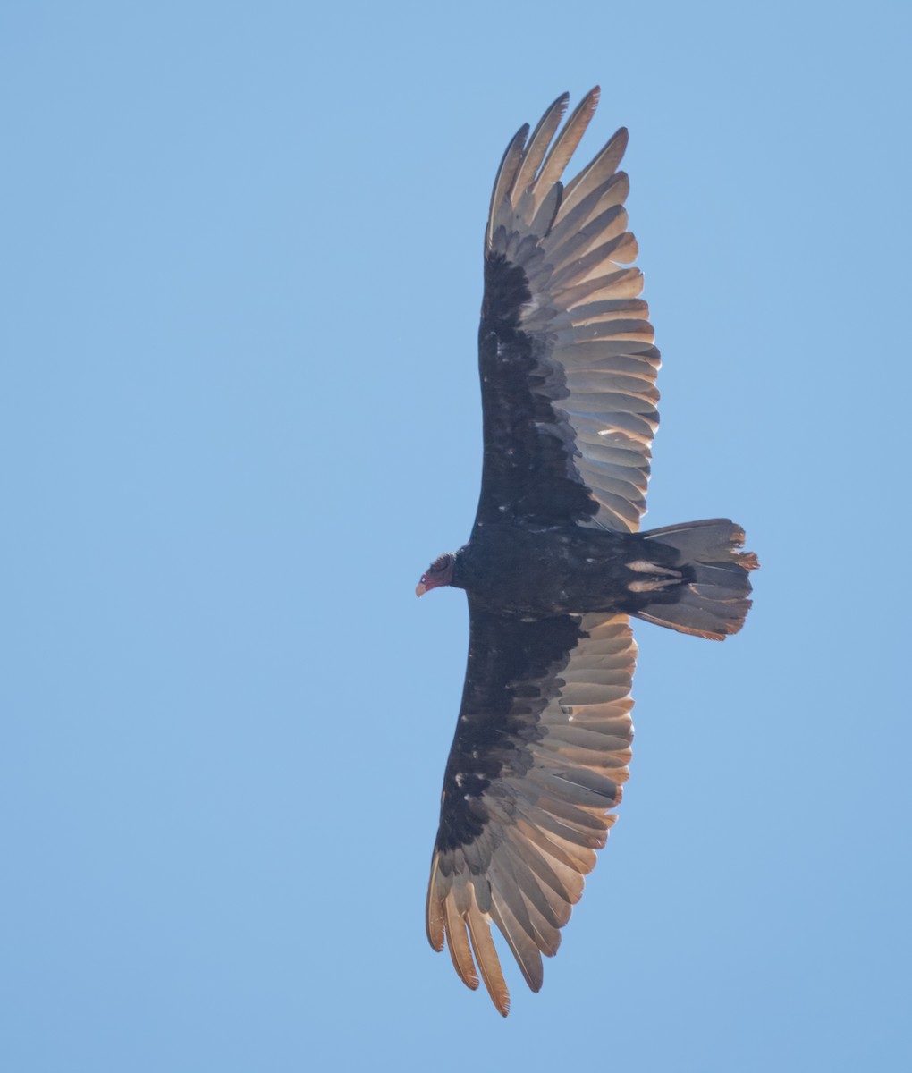 Turkey Vulture - ML621246587