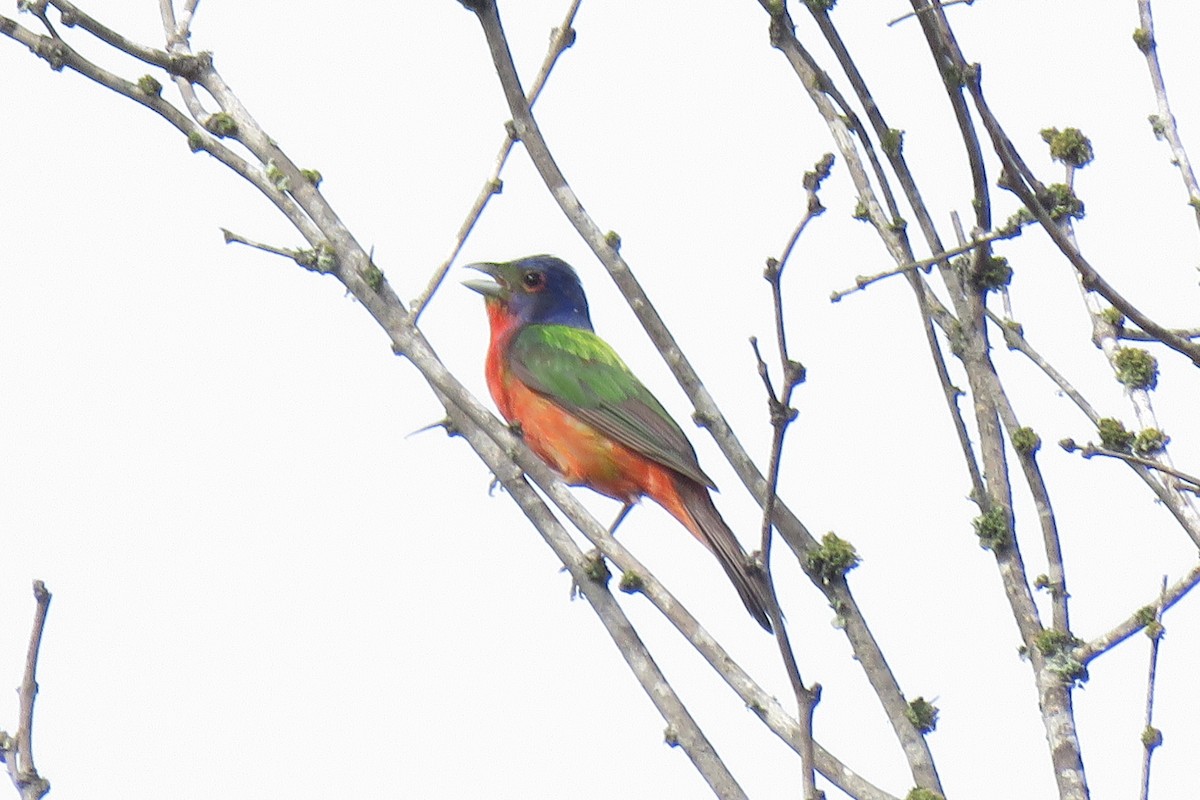 Painted Bunting - ML621246600