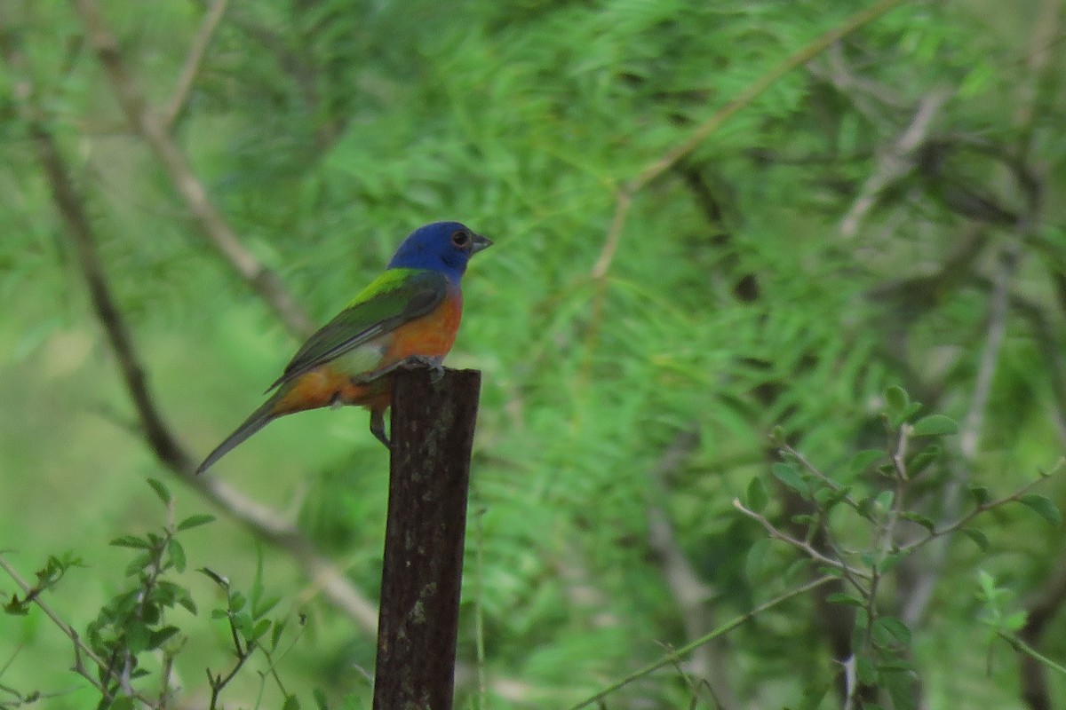 Painted Bunting - ML621246601