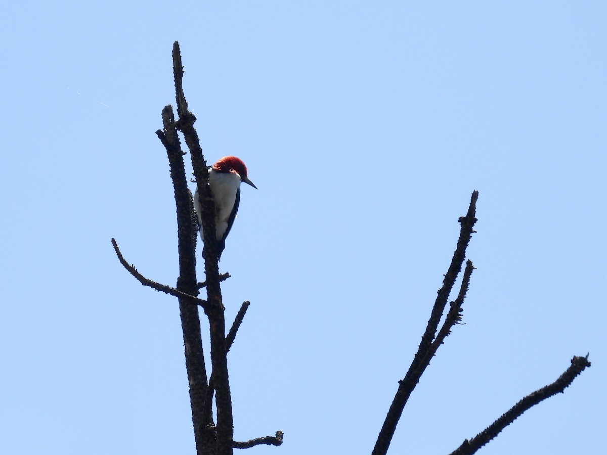 Red-headed Woodpecker - ML621246606