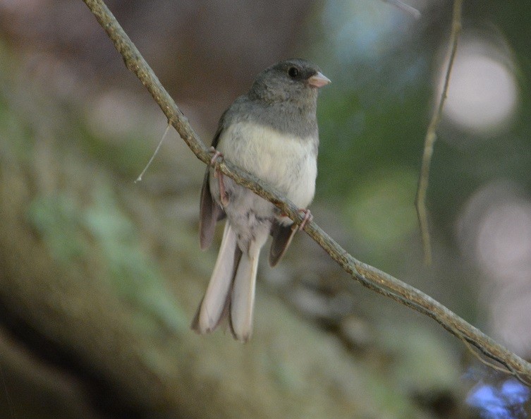 Dark-eyed Junco - ML62124661