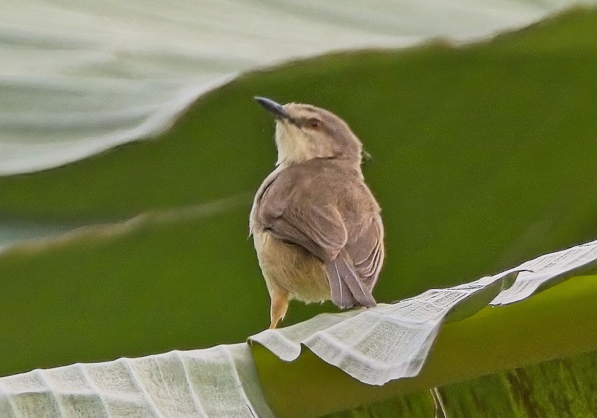 Prinia Modesta - ML621246619