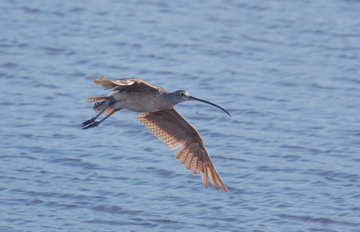 Long-billed Curlew - ML621246644