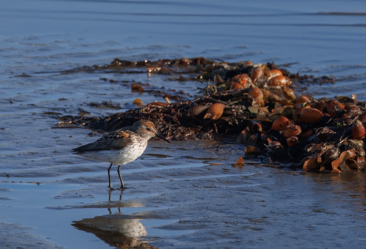 Bécasseau d'Alaska - ML621246649