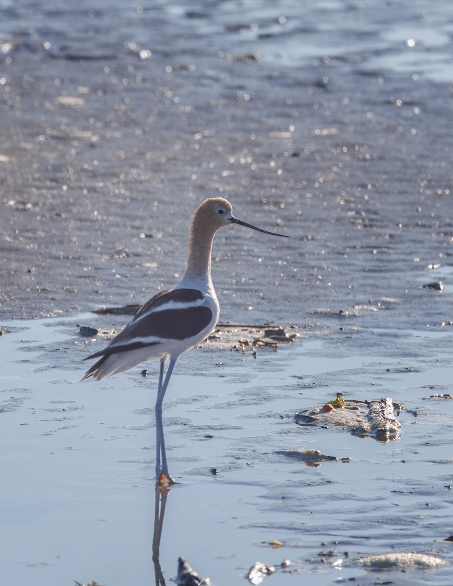 Avoceta Americana - ML621246656