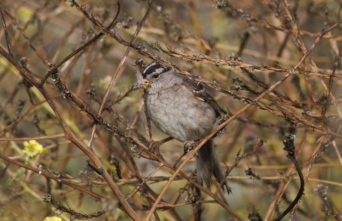 White-crowned Sparrow - ML621246663