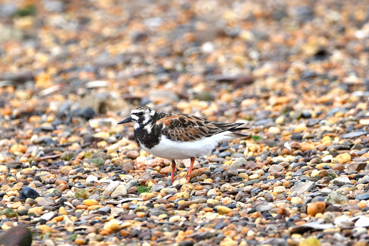 Алаг хайргач - ML621246666