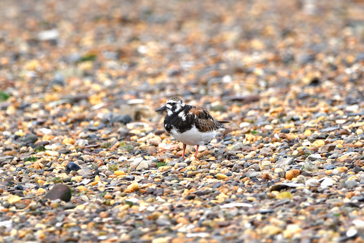 Алаг хайргач - ML621246667