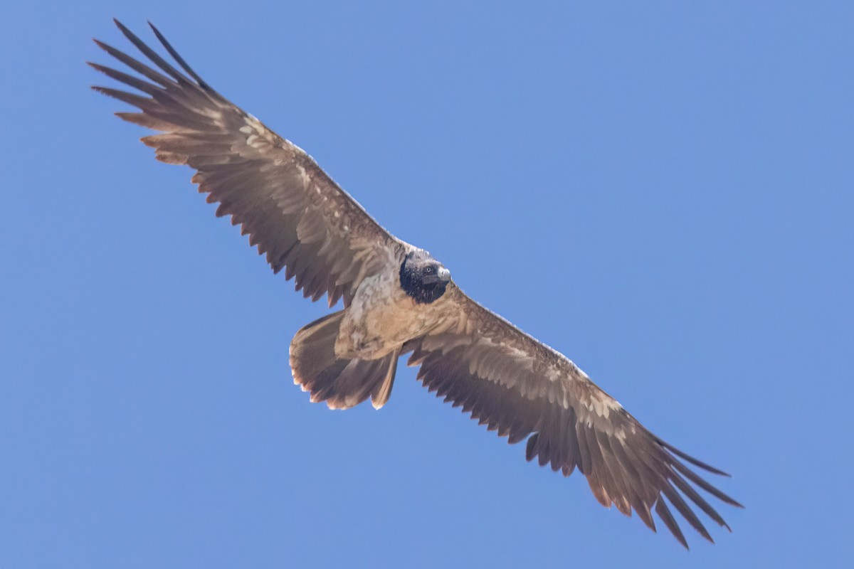 Bearded Vulture - ML621246684