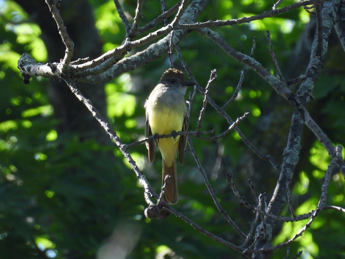 Great Crested Flycatcher - ML621246732