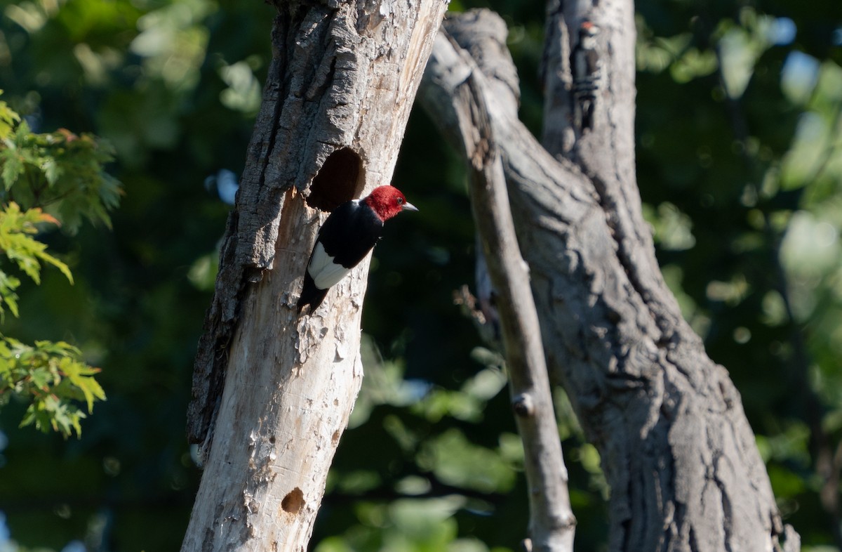 Red-headed Woodpecker - ML621246733