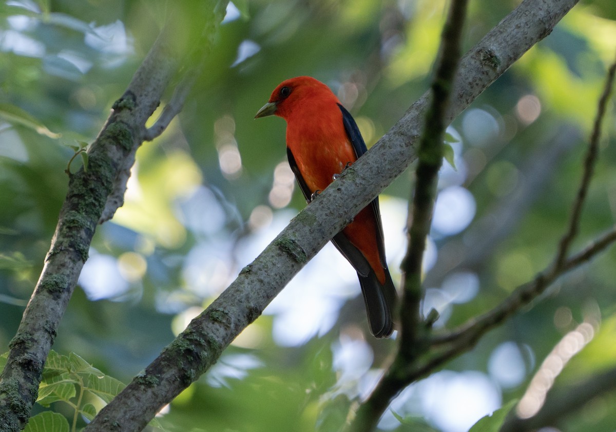 Scarlet Tanager - ML621246739