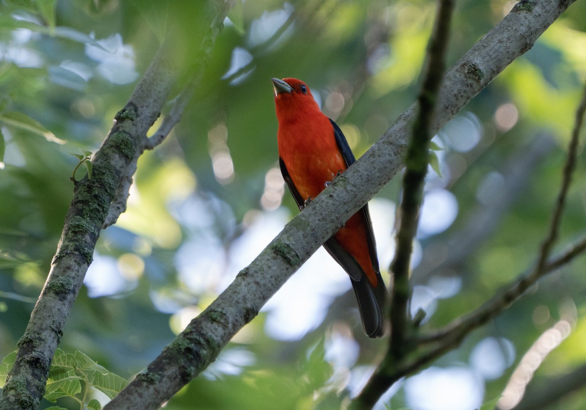 Scarlet Tanager - ML621246740