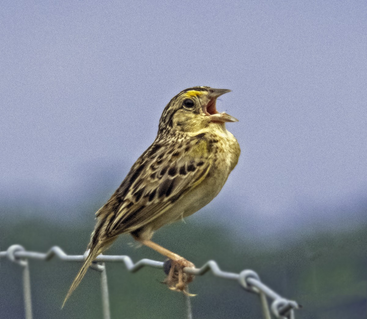 Grasshopper Sparrow - ML621246748
