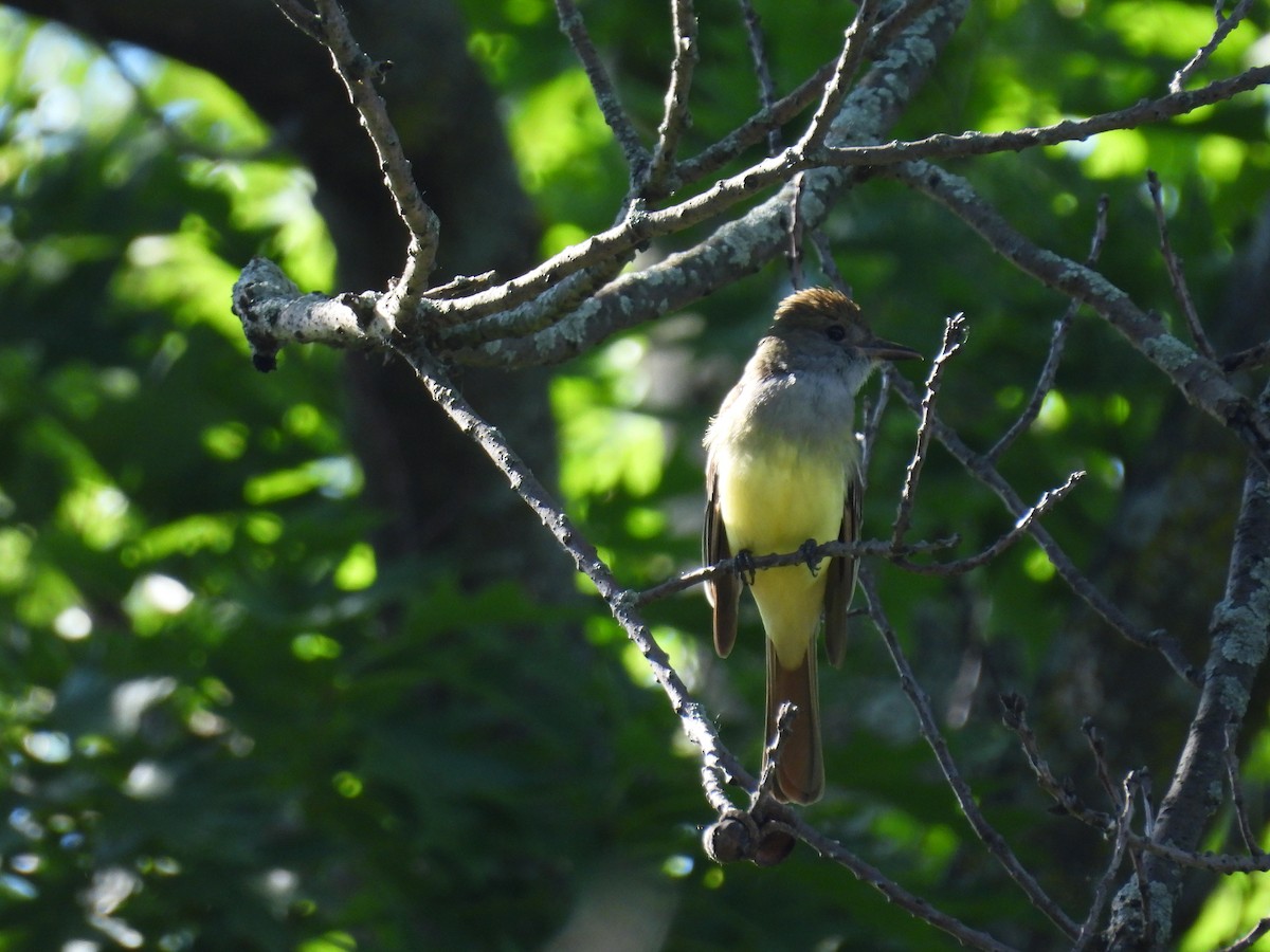 Great Crested Flycatcher - ML621246750