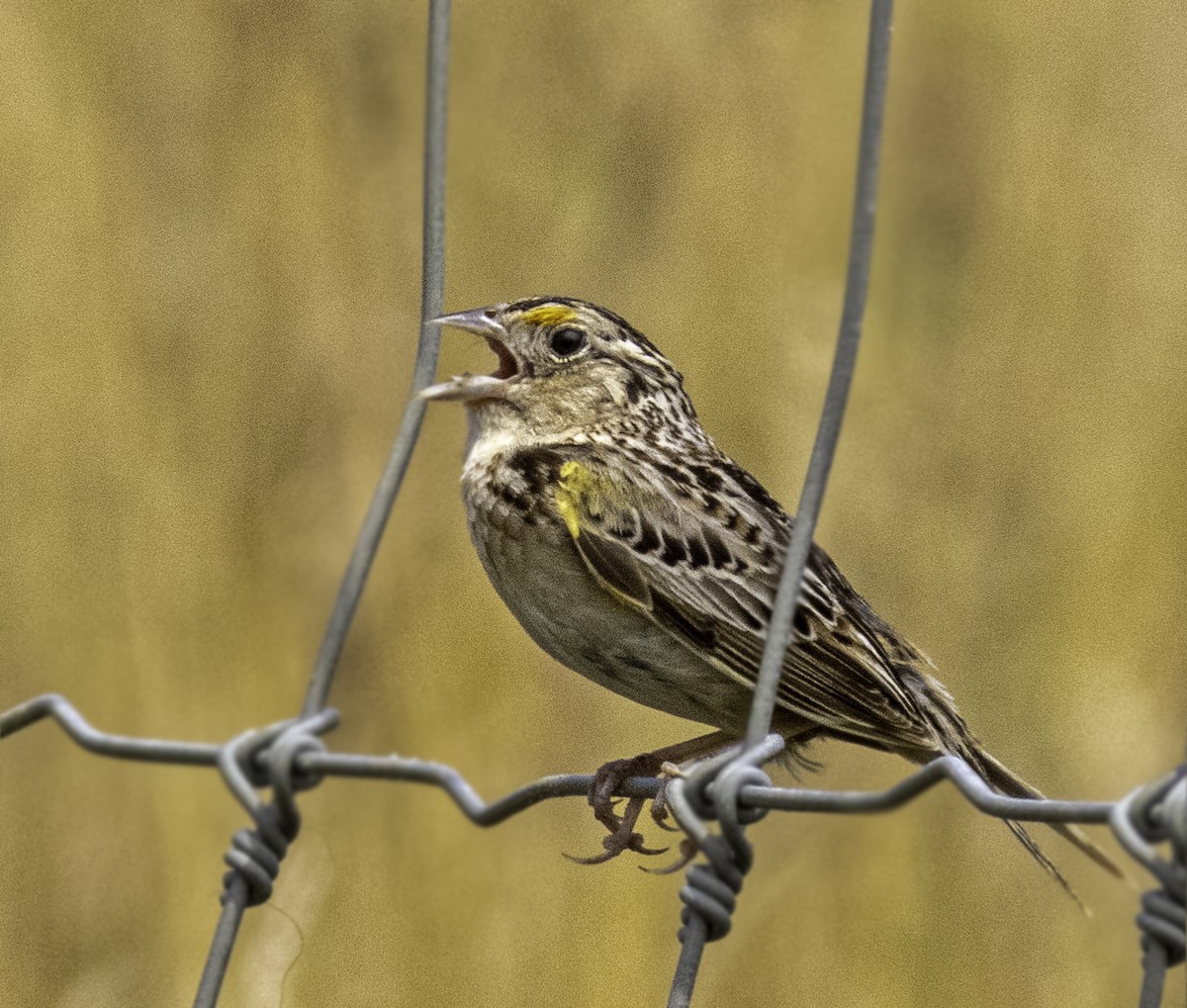 Grasshopper Sparrow - ML621246752