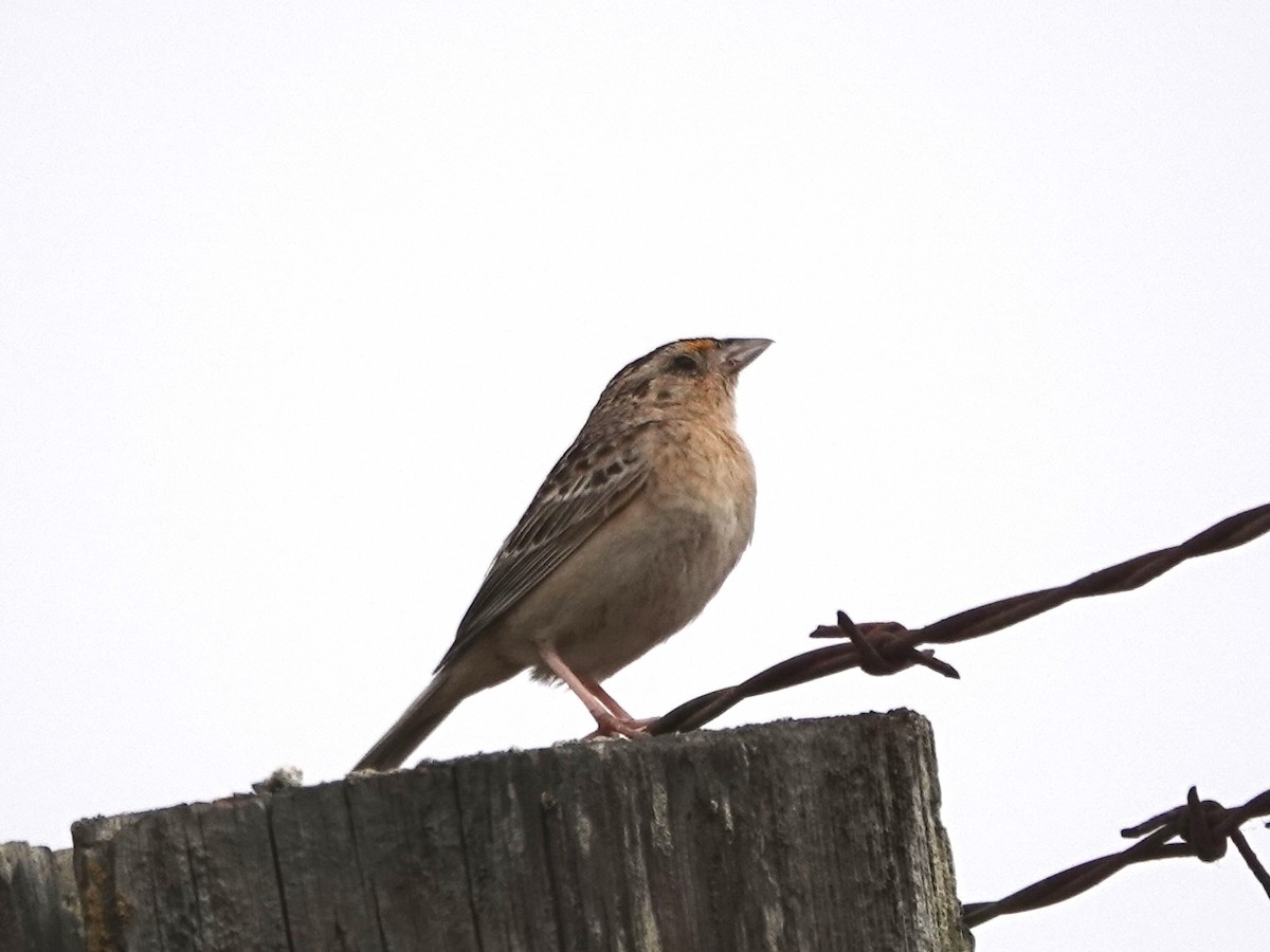 Grasshopper Sparrow - ML621246760