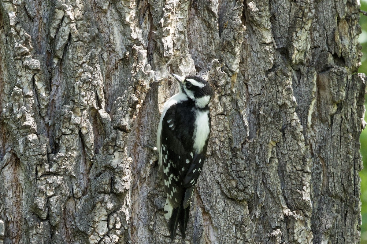 Downy Woodpecker (Rocky Mts.) - ML621246792