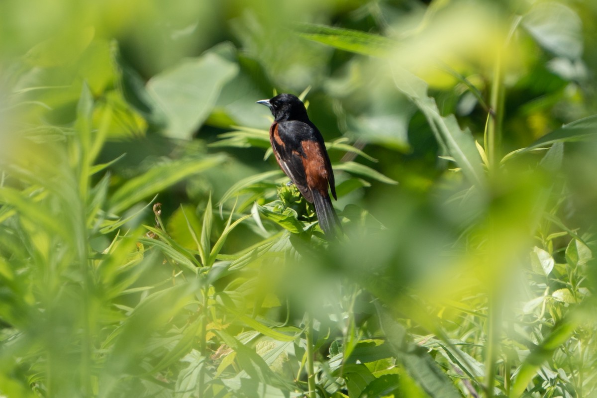 Orchard Oriole - ML621246800