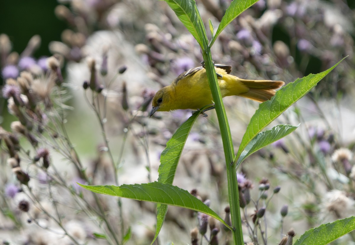 Orchard Oriole - ML621246801