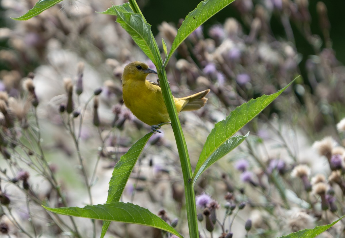 Orchard Oriole - ML621246802