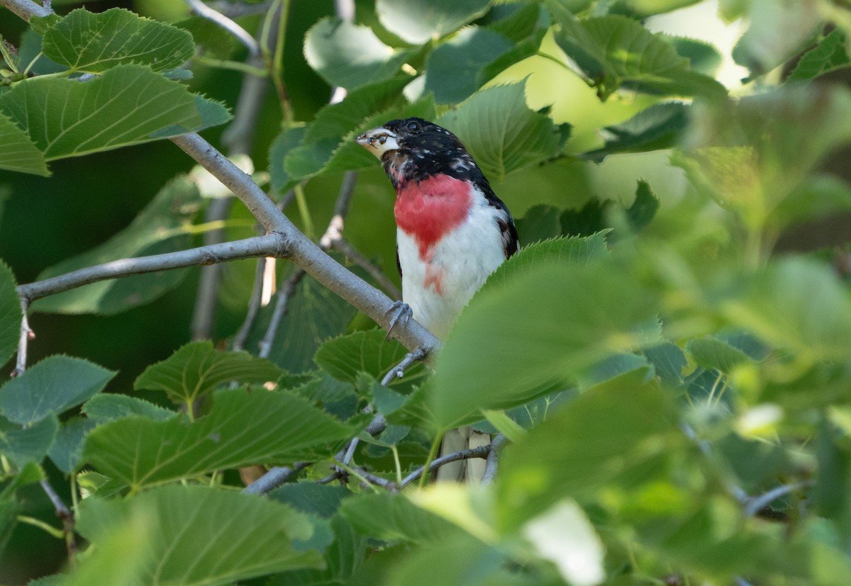 Rose-breasted Grosbeak - ML621246813