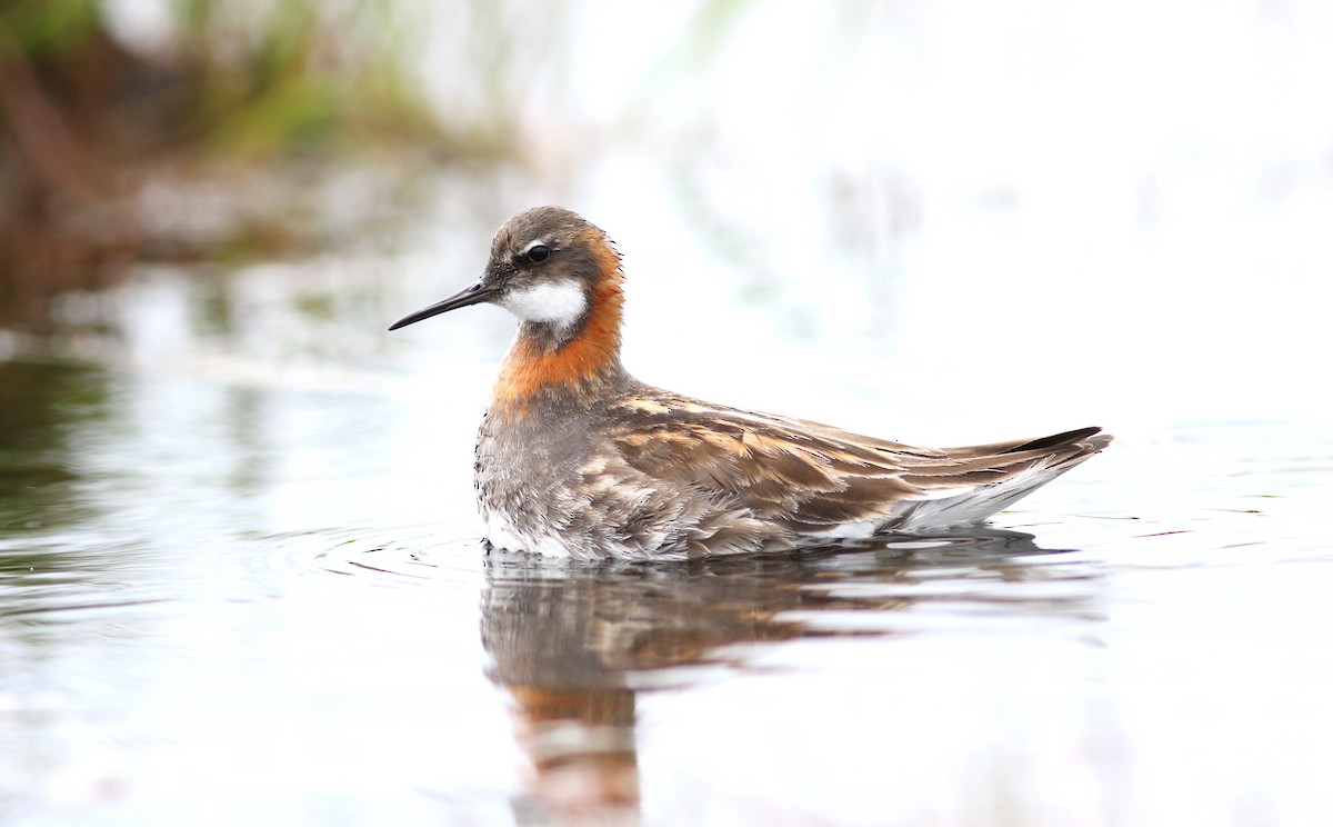 Red-necked Phalarope - ML621246814