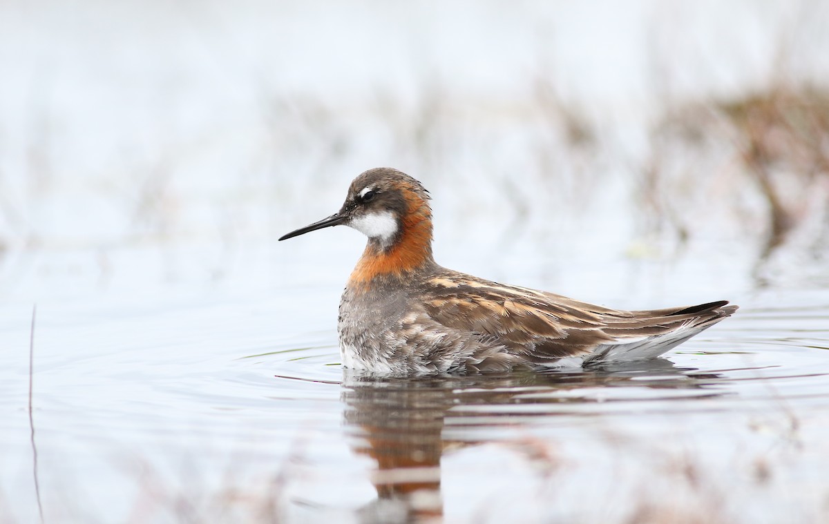 Red-necked Phalarope - ML621246816