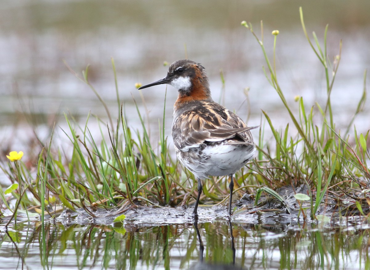 Red-necked Phalarope - ML621246818