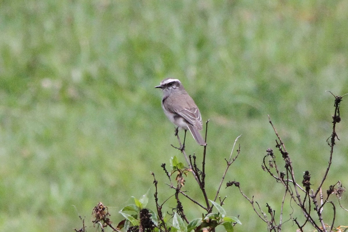 White-browed Chat-Tyrant - ML621246837
