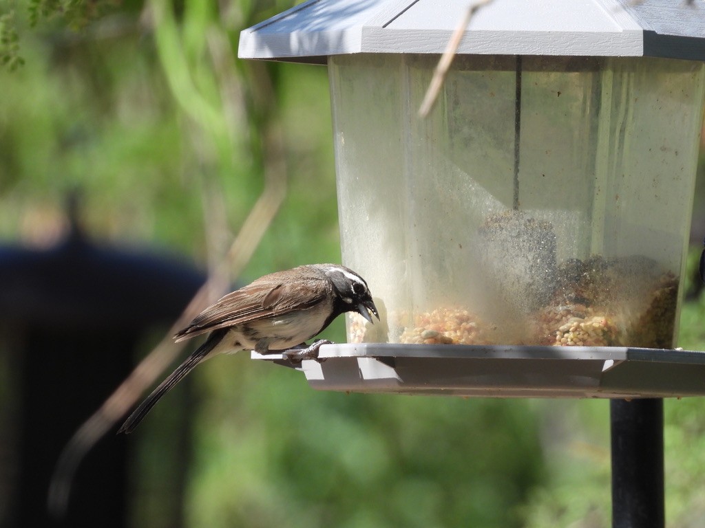 Black-throated Sparrow - ML621246926