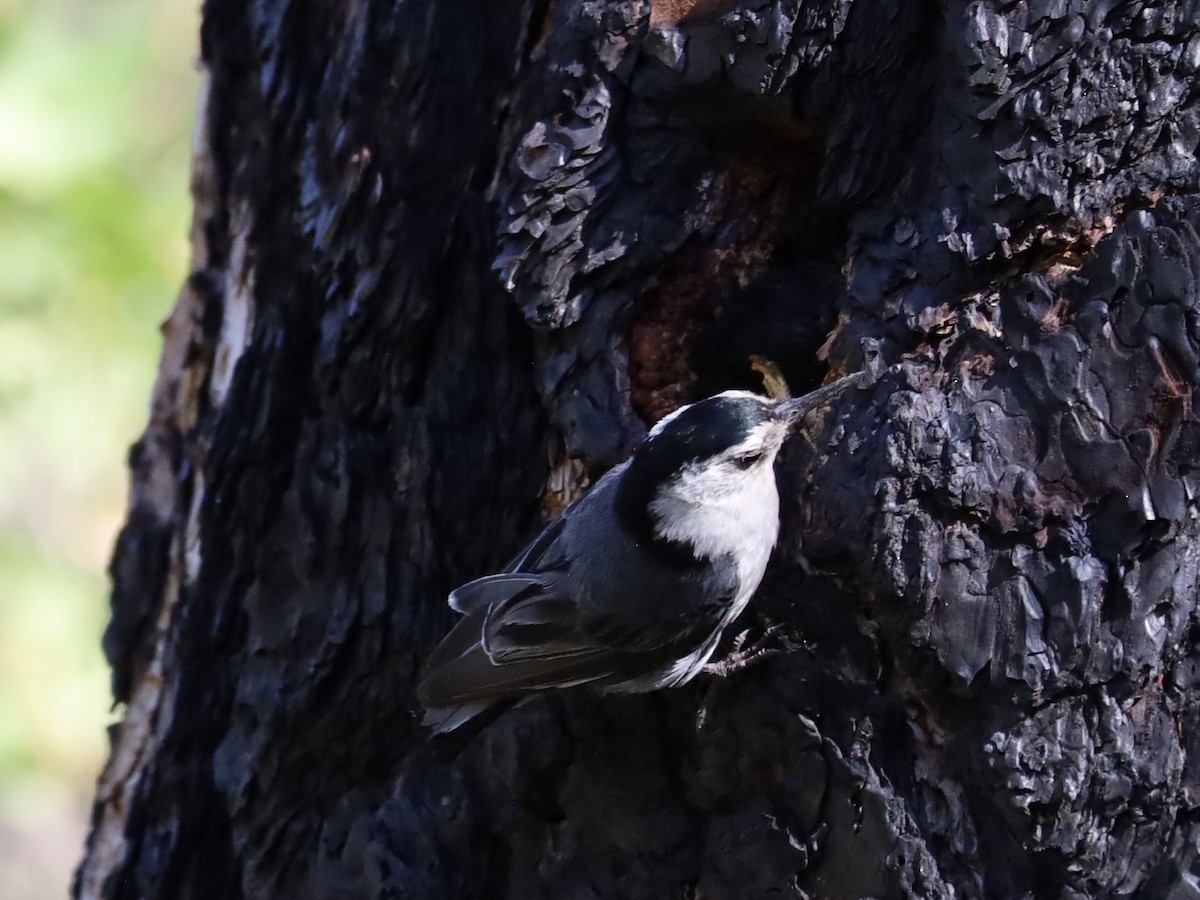 White-breasted Nuthatch - ML621246927