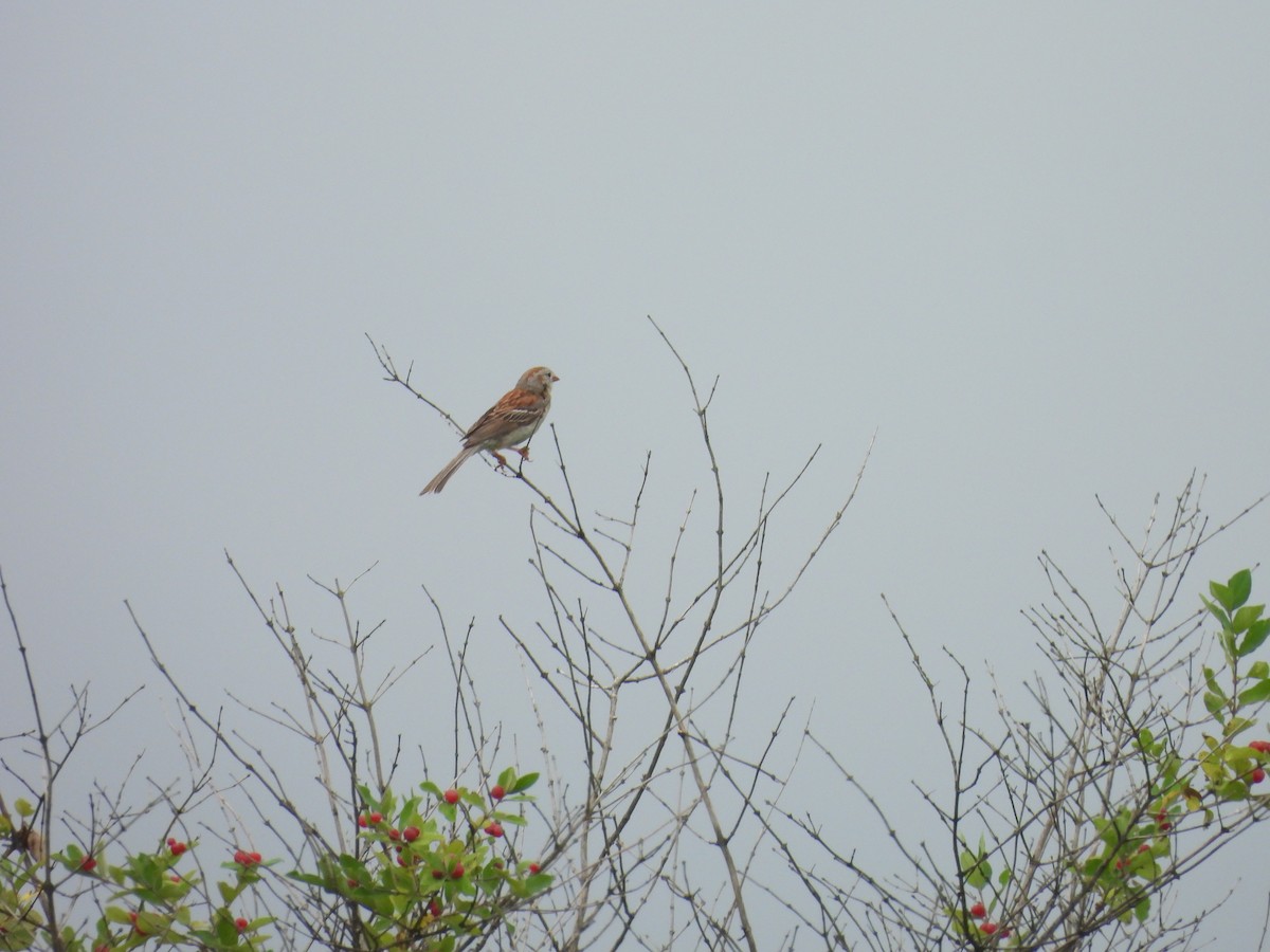 Field Sparrow - ML621246930