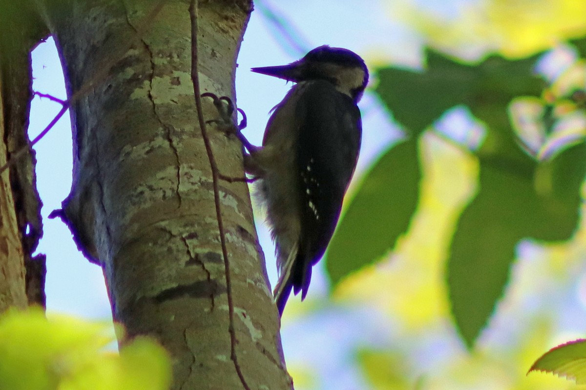 Hairy Woodpecker - ML621246931