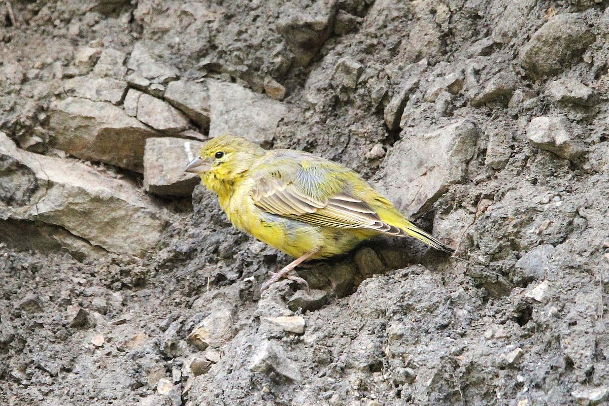 Greenish Yellow-Finch - ML621246939