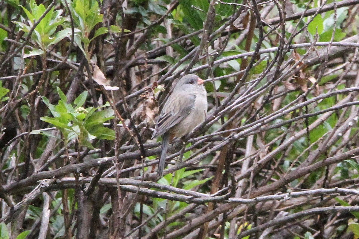 Plain-colored Seedeater - ML621246956