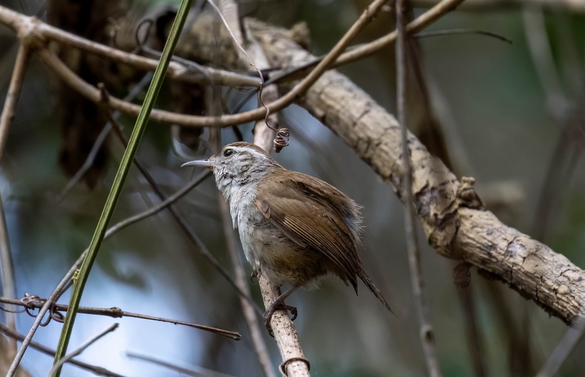 White-bellied Wren (West Mexico) - ML621246957