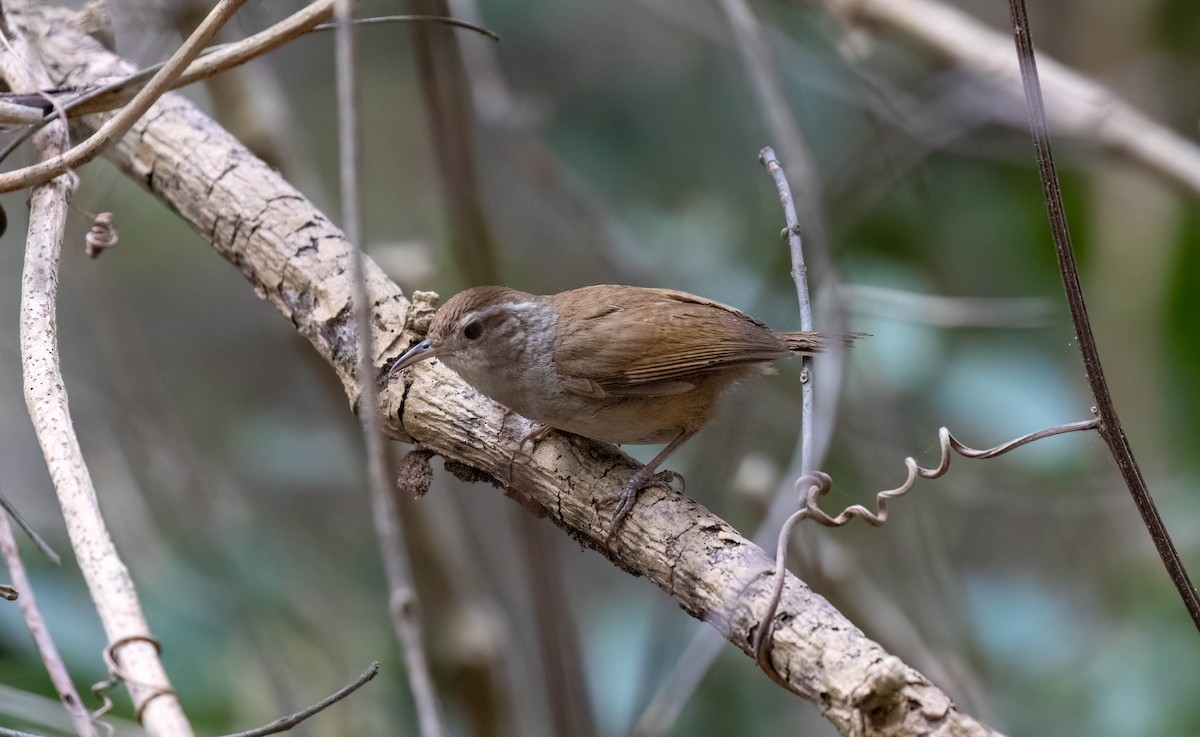 White-bellied Wren (West Mexico) - ML621246958