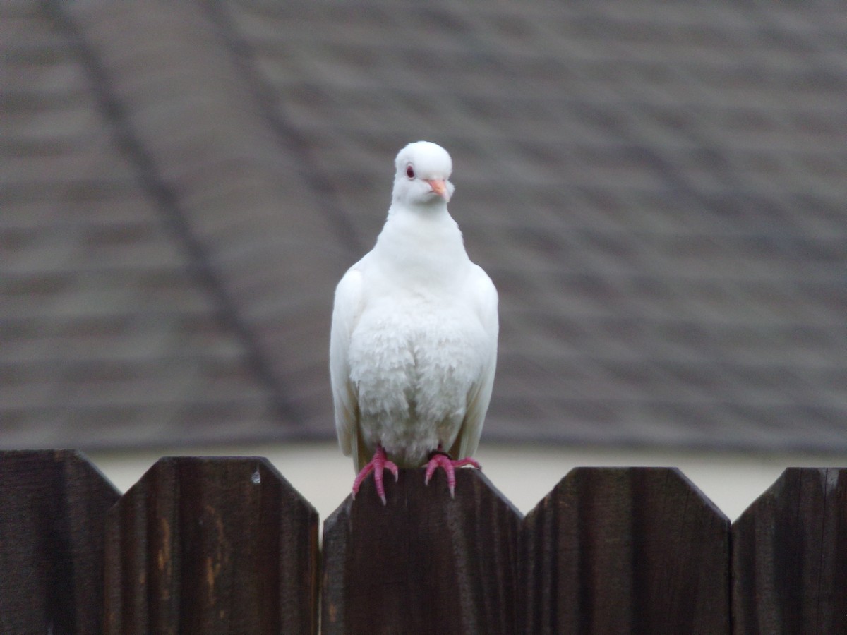 Сизый голубь (Одомашненного типа) - ML621246987