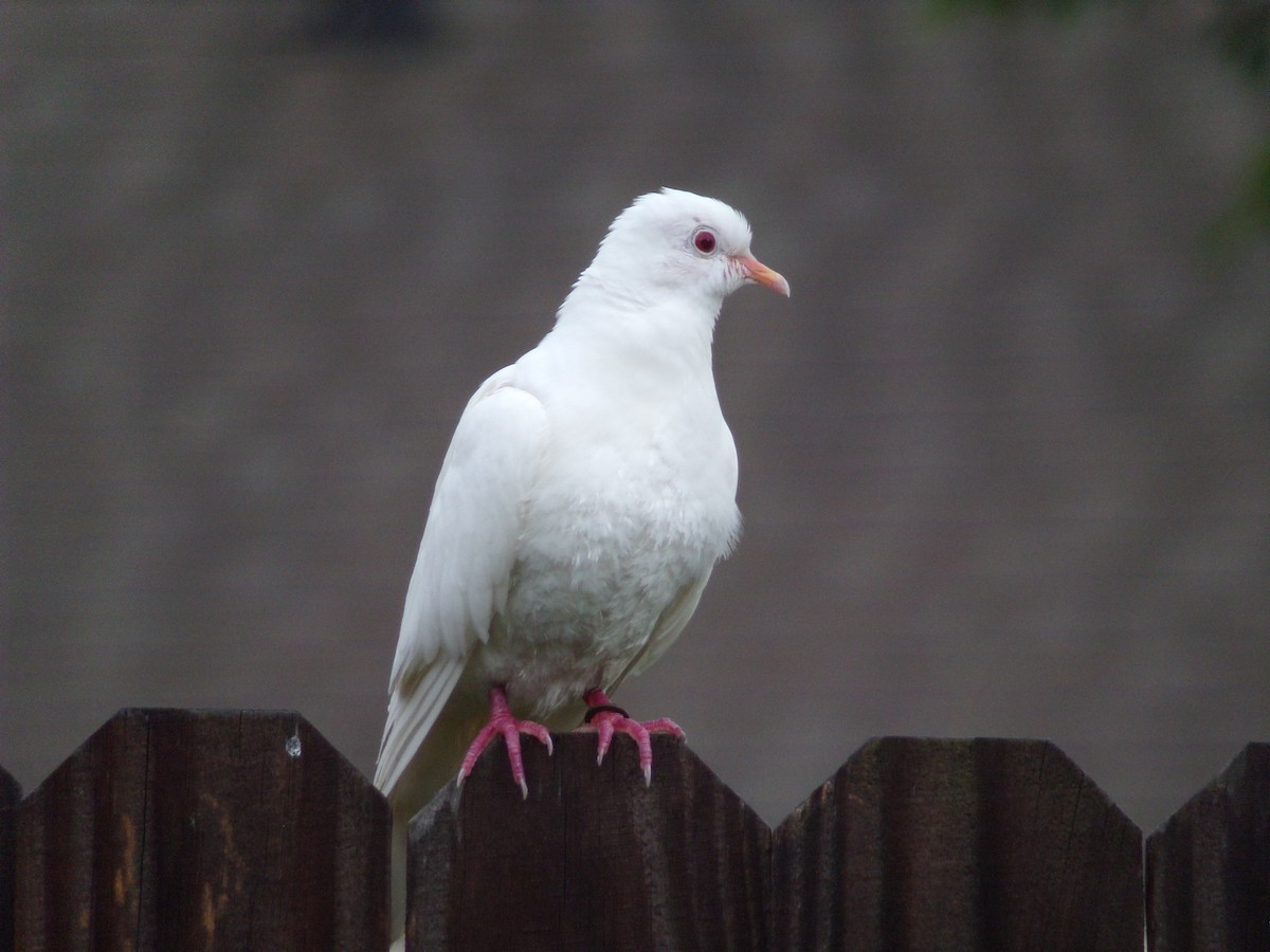 Сизый голубь (Одомашненного типа) - ML621246989