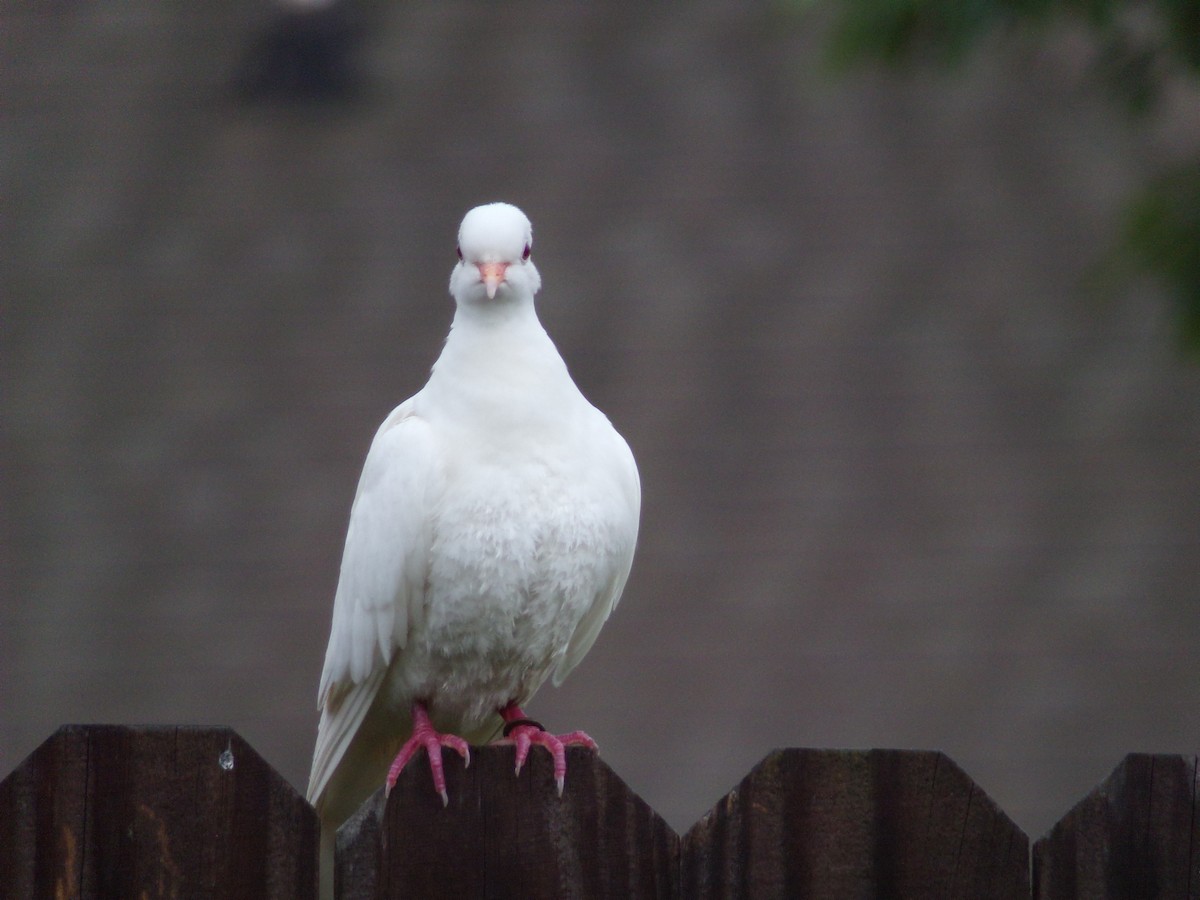 Rock Pigeon (Feral Pigeon) - ML621246990
