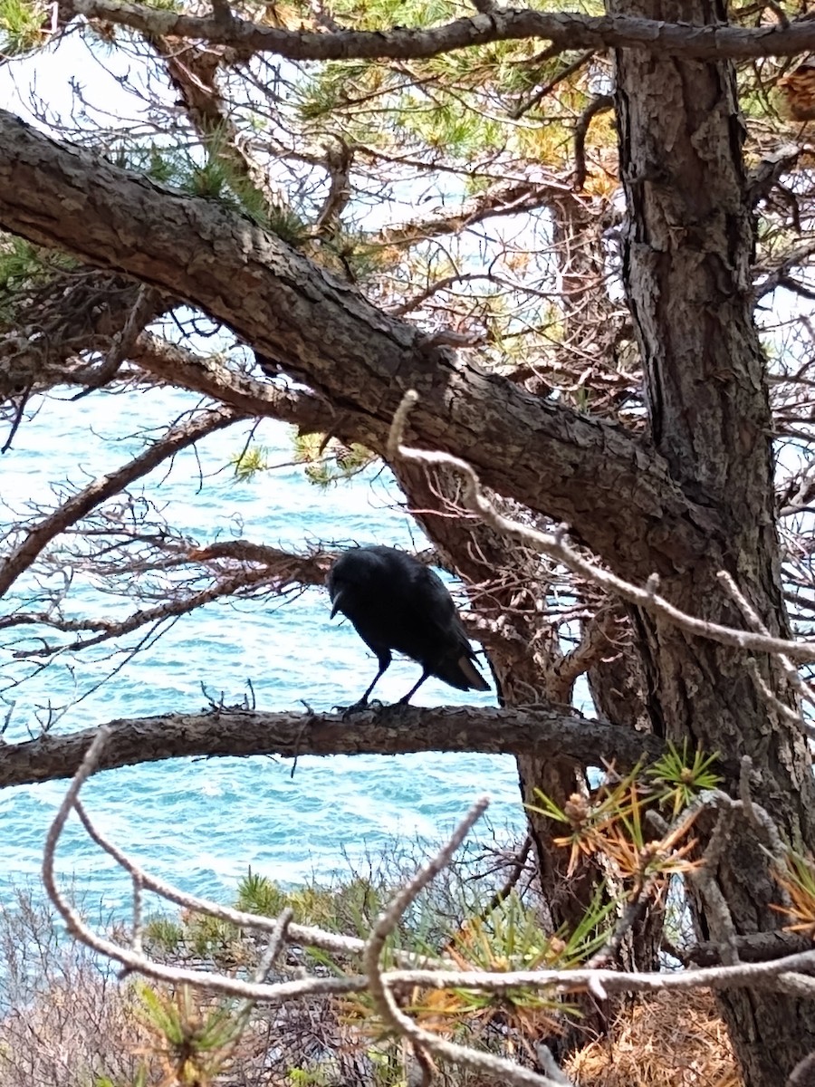 American Crow - ML621247044