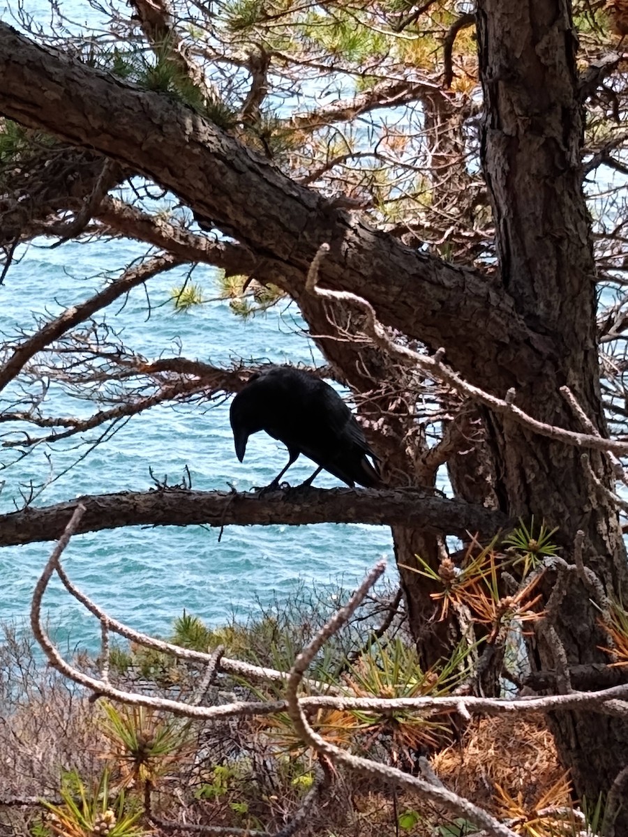 American Crow - ML621247045