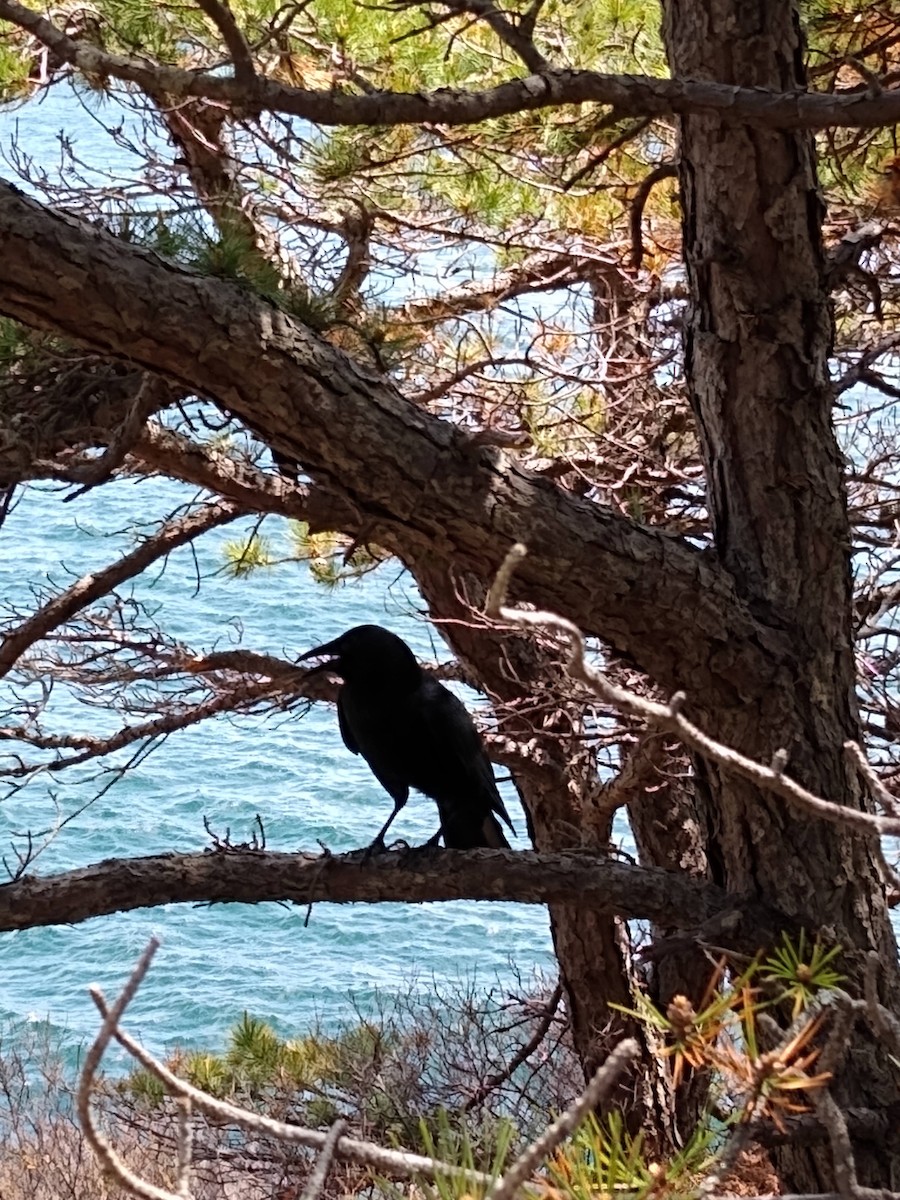 American Crow - ML621247046