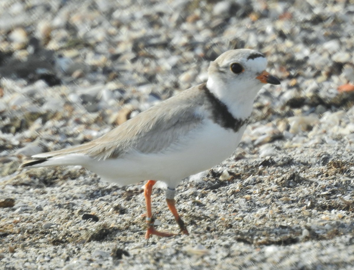 Piping Plover - ML621247077